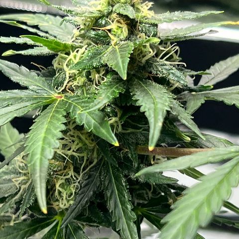 Northern light auto  growlog timeline photo