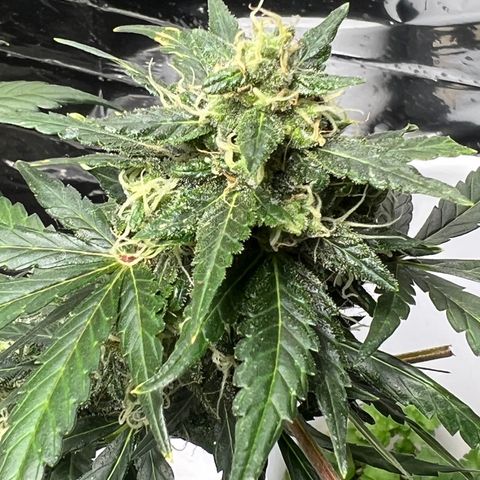 Northern light auto  growlog timeline photo