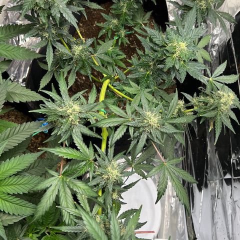 Northern light auto  growlog timeline photo