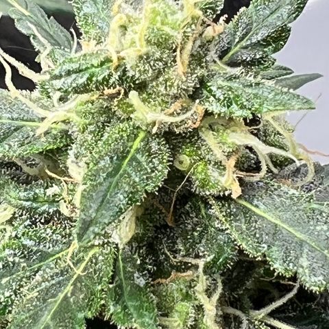 Northern light auto  growlog timeline photo