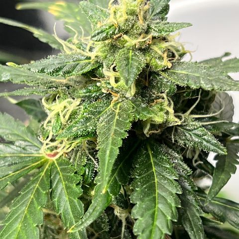 Northern light auto  growlog timeline photo