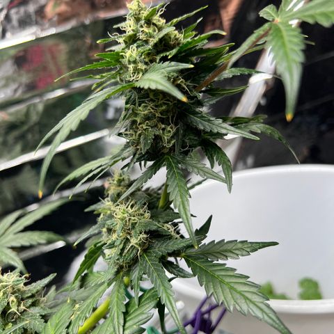 Northern light auto  growlog timeline photo