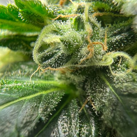 Northern light auto  growlog timeline photo
