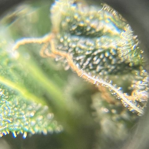 Northern light auto  growlog timeline photo