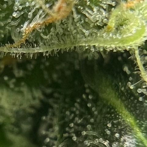 Northern light auto  growlog timeline photo