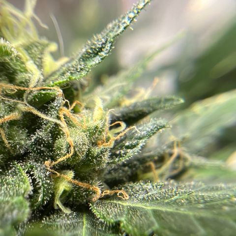 Northern light auto  growlog timeline photo