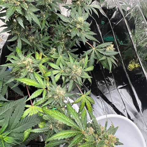 Northern light auto  growlog timeline photo