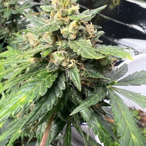 Northern light auto  growlog timeline photo