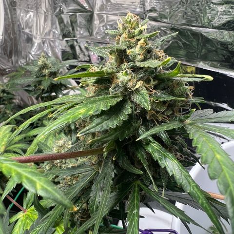 Northern light auto  growlog timeline photo