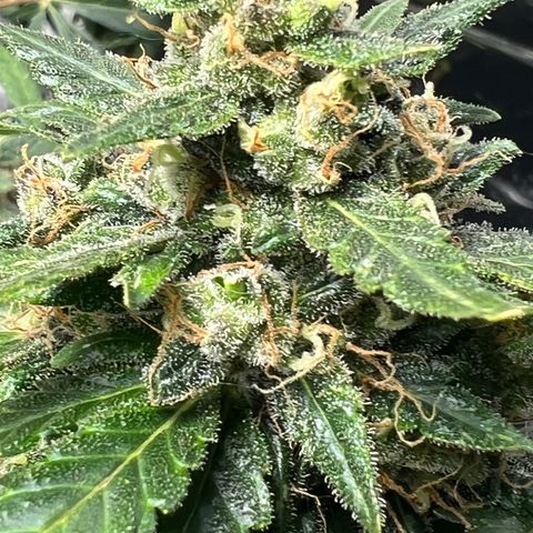 Northern light auto  growlog timeline photo