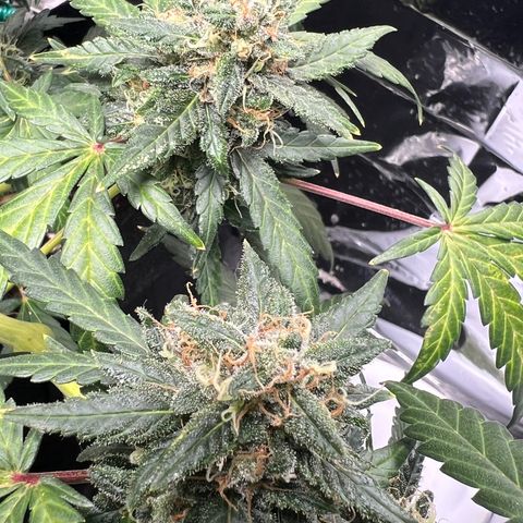 Northern light auto  growlog timeline photo