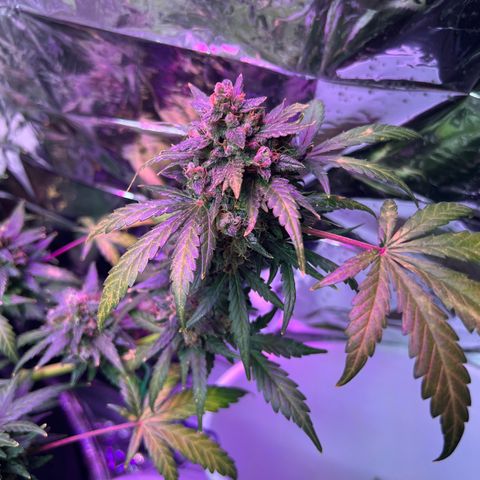 Northern light auto  growlog timeline photo