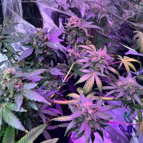 Northern light auto  growlog timeline photo