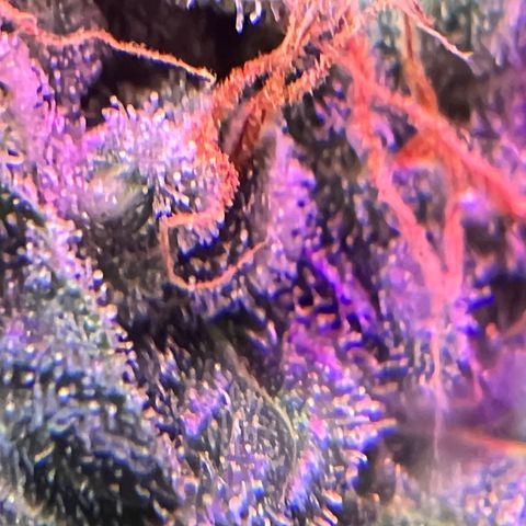 Northern light auto  growlog timeline photo