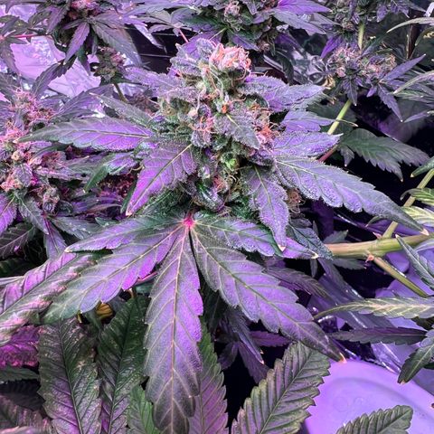 Northern light auto  growlog timeline photo