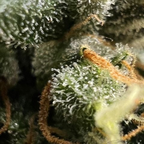 Northern light auto  growlog photo: Trichombs clouding 