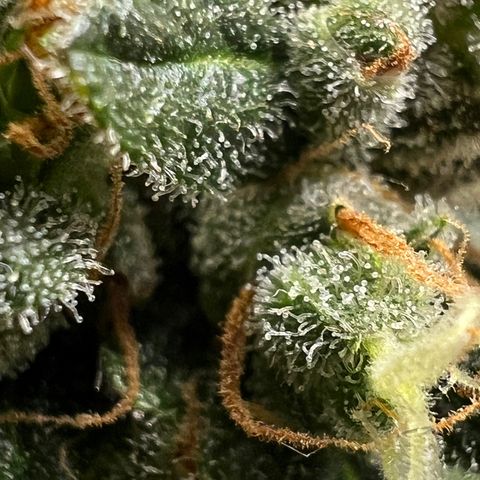 Northern light auto  growlog photo: Trichombs clouding 