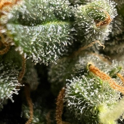 Northern light auto  growlog photo: Trichombs clouding 
