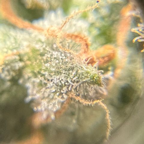 Northern light auto  growlog photo: Trichombs clouding 