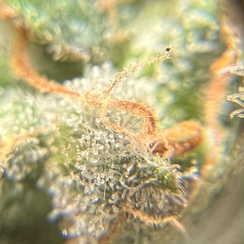 Northern light auto  growlog photo: Trichombs clouding 