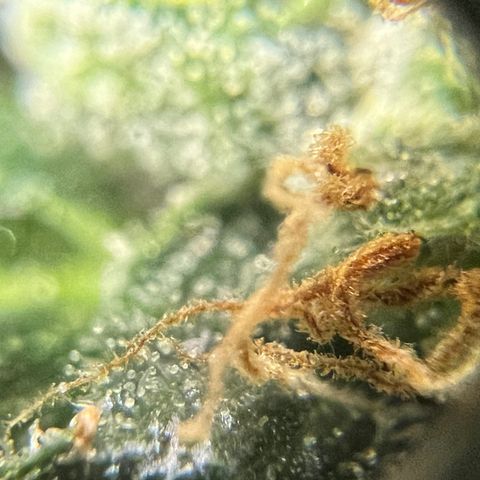 Northern light auto  growlog photo: Trichombs clouding 