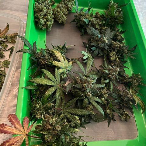 Northern light auto  growlog timeline photo