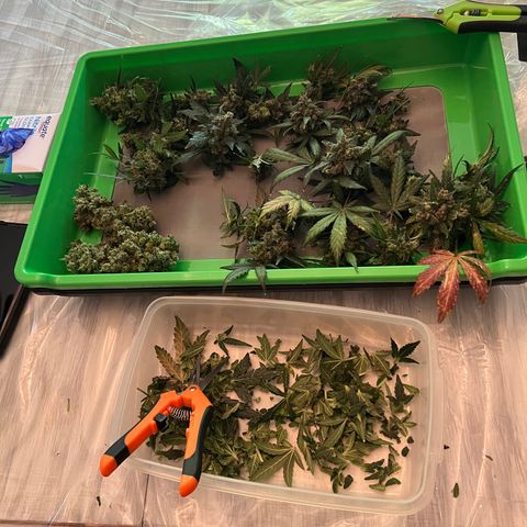 Northern light auto  growlog timeline photo