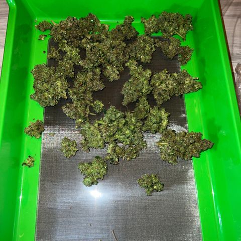Northern light auto  growlog timeline photo