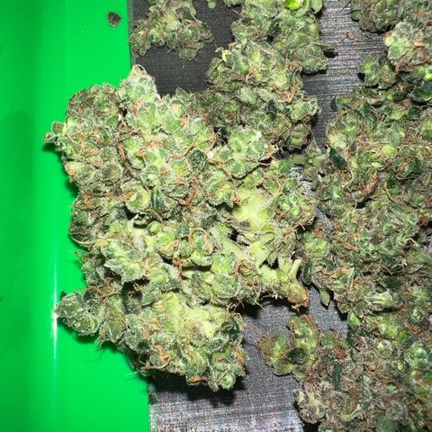 Northern light auto  growlog timeline photo