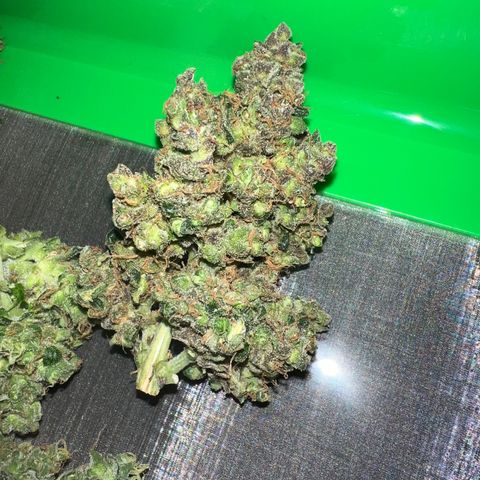 Northern light auto  growlog timeline photo