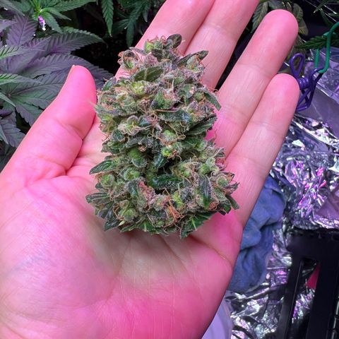 Northern light auto  growlog timeline photo