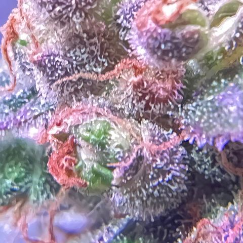Northern light auto  growlog timeline photo