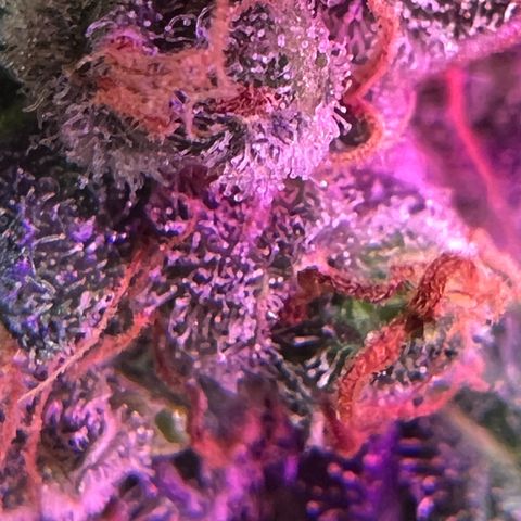Northern light auto  growlog timeline photo