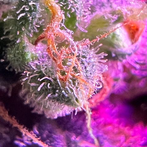 Northern light auto  growlog timeline photo