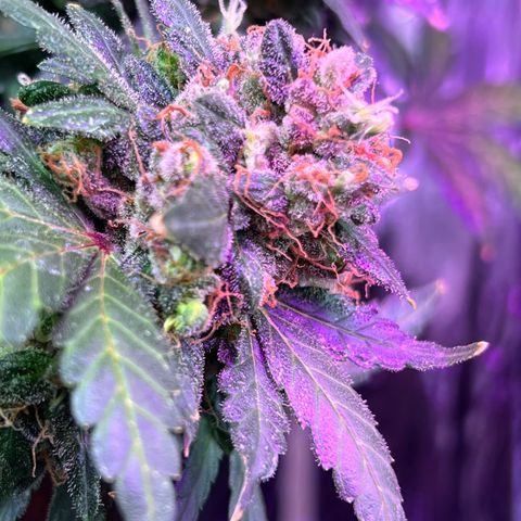 Northern light auto  growlog timeline photo
