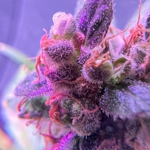 Northern light auto  growlog timeline photo