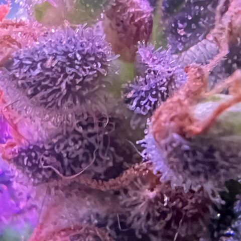 Northern light auto  growlog timeline photo