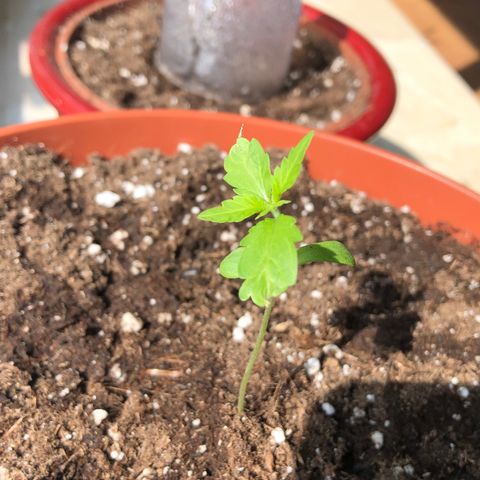 Sensi skunk growlog timeline photo