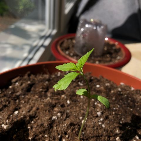 Sensi skunk growlog timeline photo