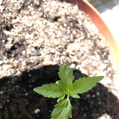Sensi skunk growlog timeline photo