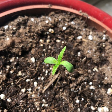 Sensi Skunk Automatic growlog timeline photo