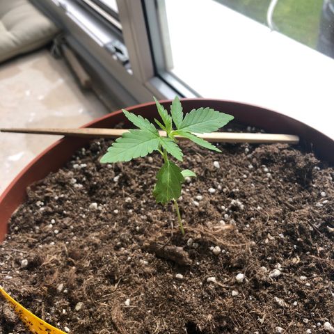 Sensi skunk growlog timeline photo