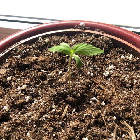 Sensi Skunk Automatic growlog timeline photo