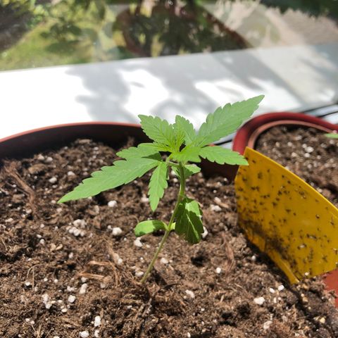 Sensi skunk growlog timeline photo