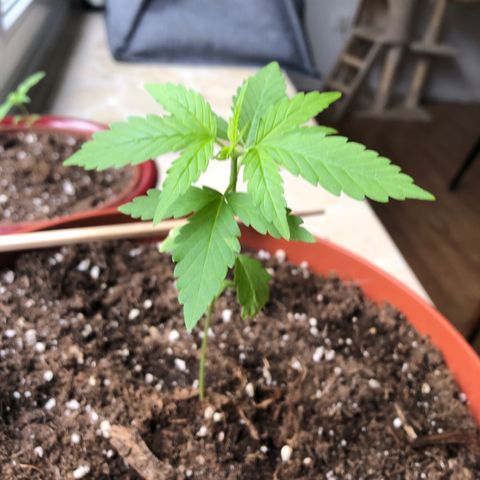 Sensi skunk growlog timeline photo