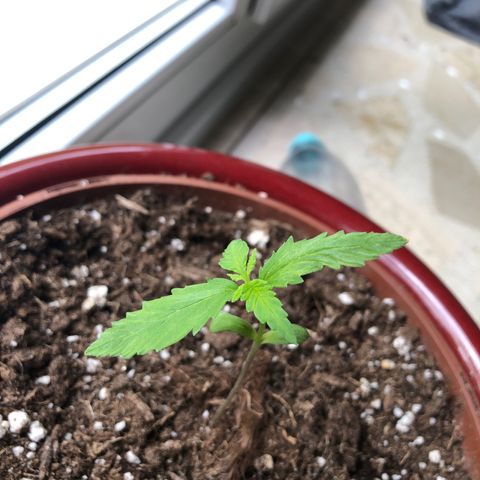 Sensi Skunk Automatic growlog timeline photo