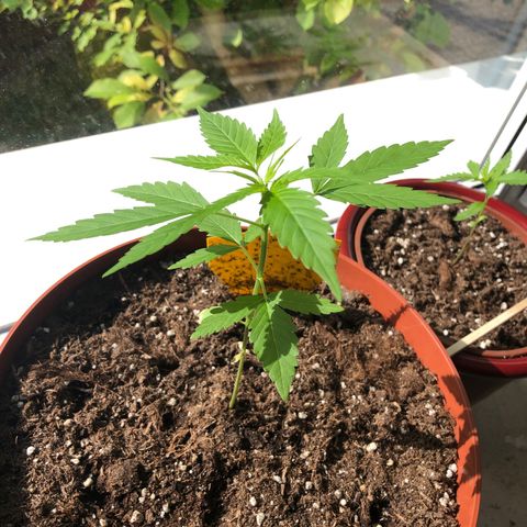 Sensi skunk growlog timeline photo