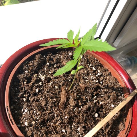 Sensi Skunk Automatic growlog timeline photo