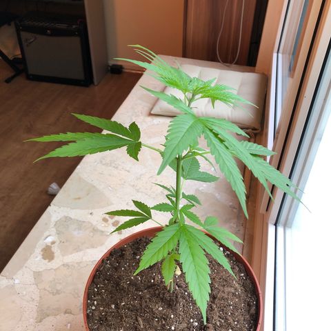 Sensi skunk growlog timeline photo