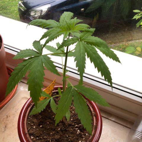 Sensi Skunk Automatic growlog timeline photo